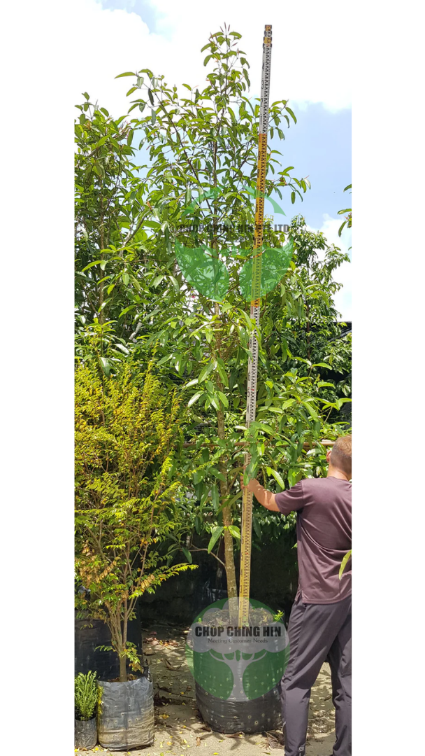 Calophyllum soulattri