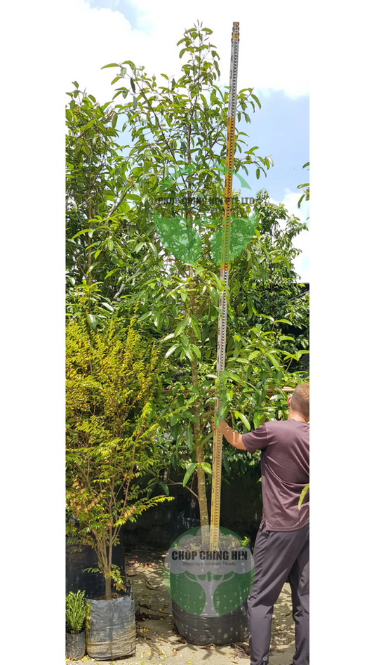 Calophyllum soulattri