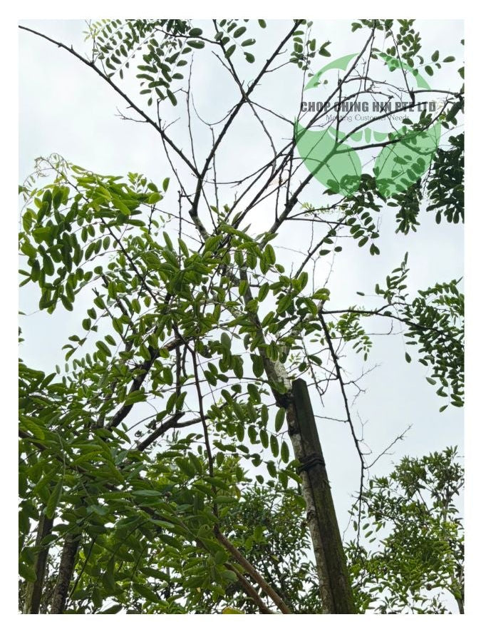 Dalbergia oliveri