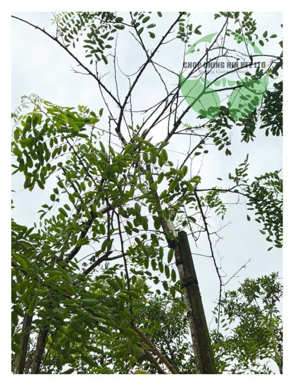 Dalbergia oliveri
