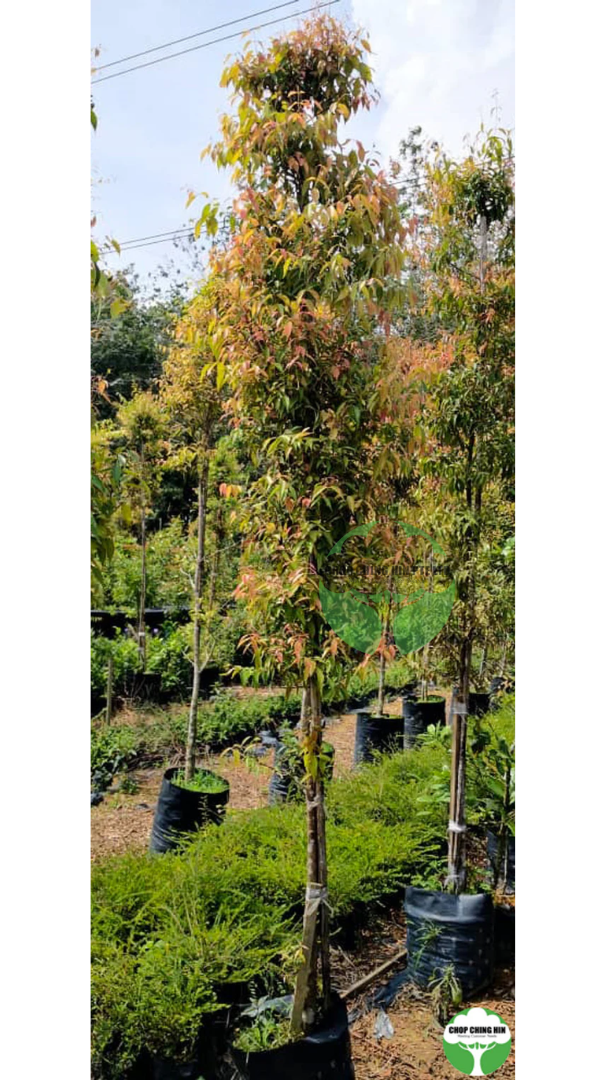 Syzygium 'Blaze' Syzygium 'Blaze'