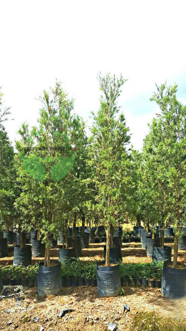 Callistemon citrinus