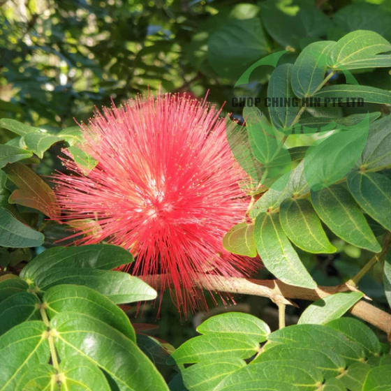 Calliandra emarginata