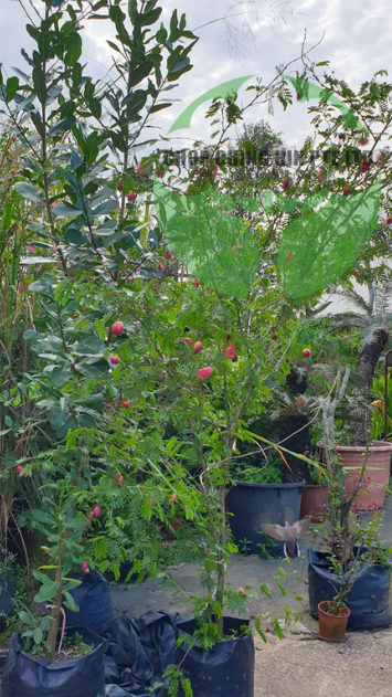 Calliandra emarginata