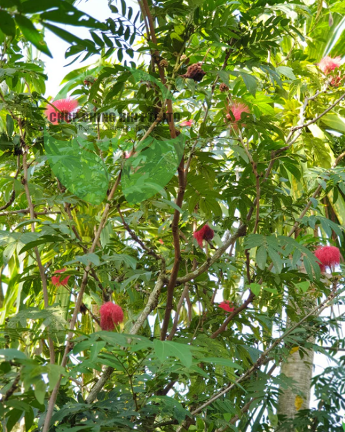 Calliandra emarginata