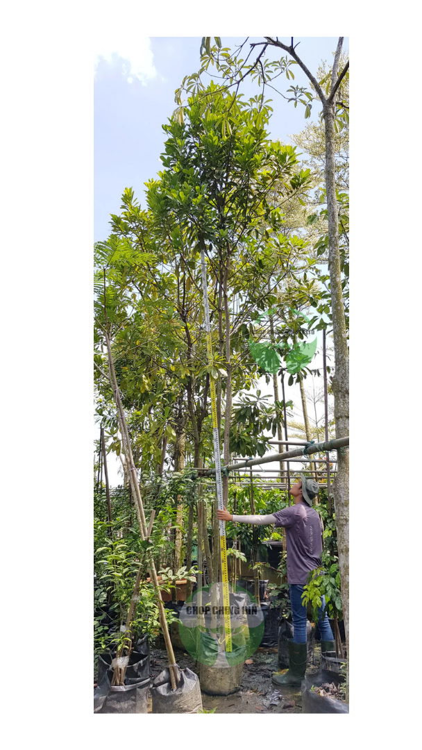 Buchanania arborescens
