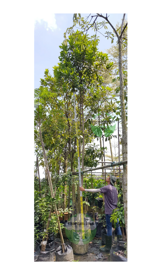 Buchanania arborescens