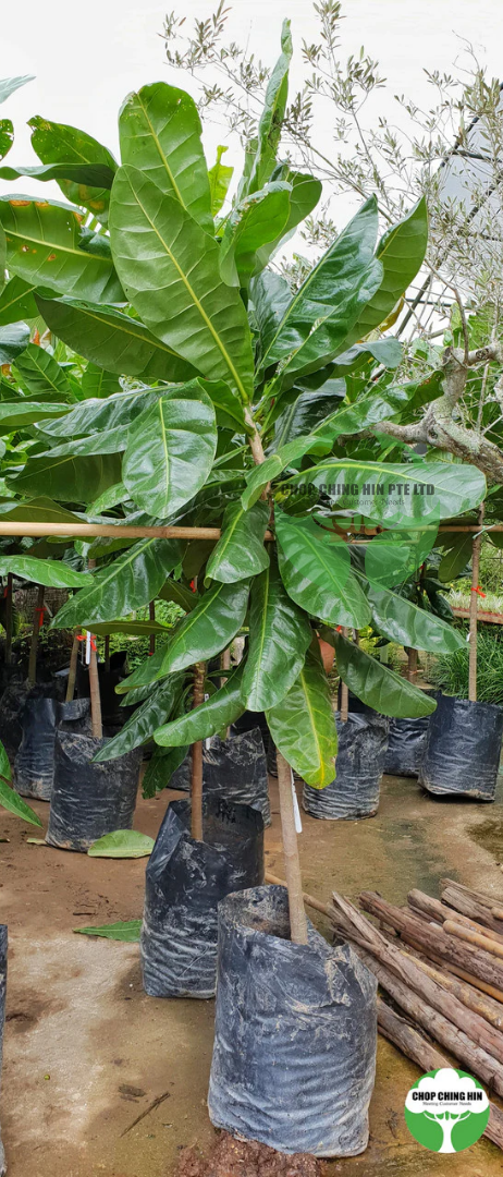 Barringtonia asiatica