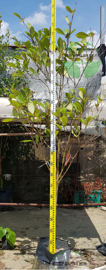 Baccaurea motleyana
