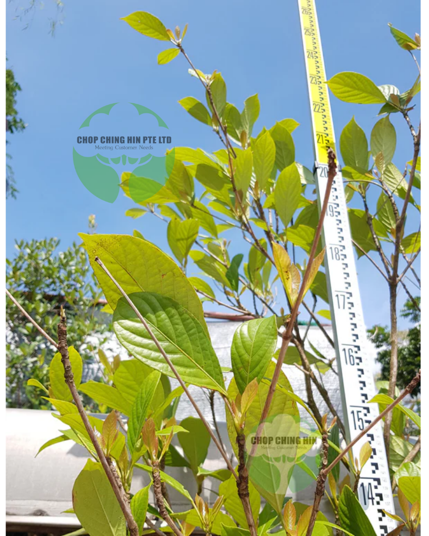 Baccaurea motleyana