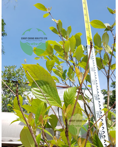 Baccaurea motleyana