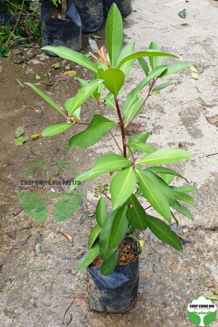 Ardisia elliptica