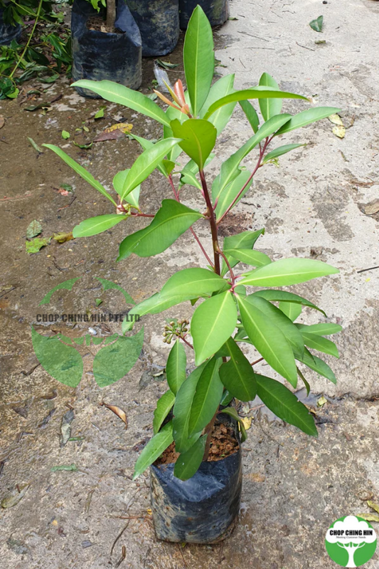 Ardisia elliptica