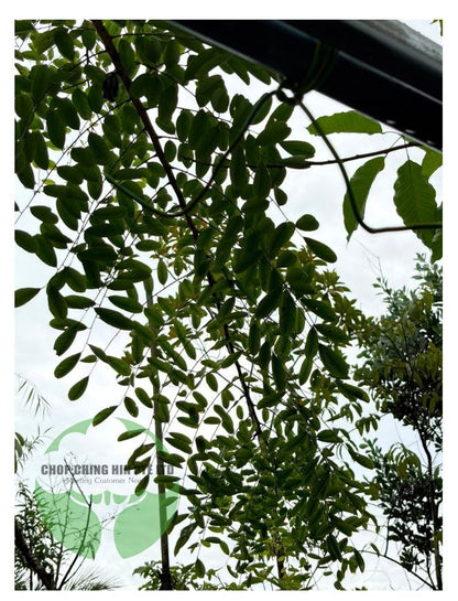 Dalbergia oliveri