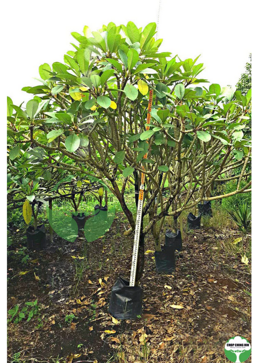 Plumeria spp.