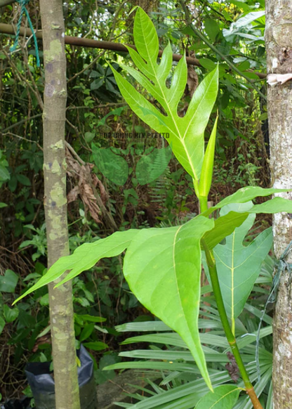 Artocarpus altilis