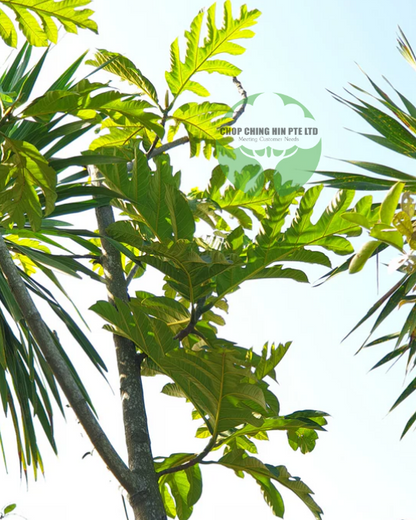 Artocarpus altilis