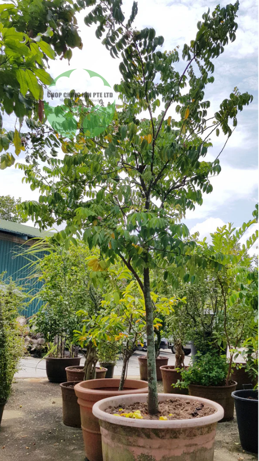 Averrhoa carambola