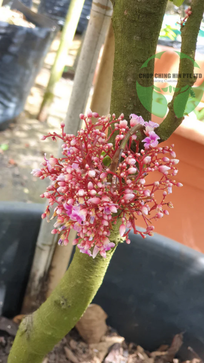 Averrhoa carambola