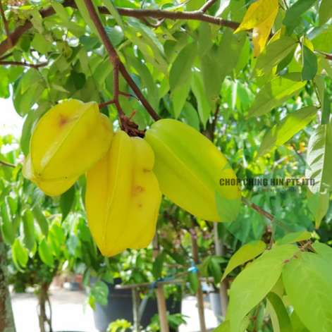 Averrhoa carambola