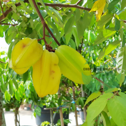 Averrhoa carambola