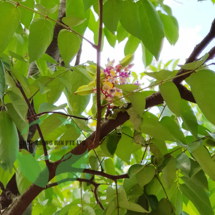 Averrhoa carambola