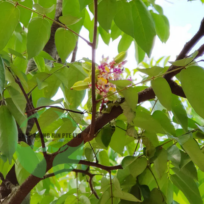 Averrhoa carambola