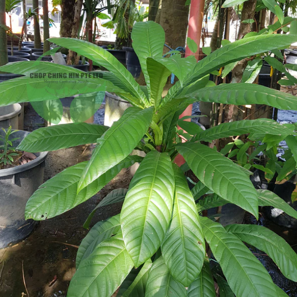 Agrostistachys longifolia