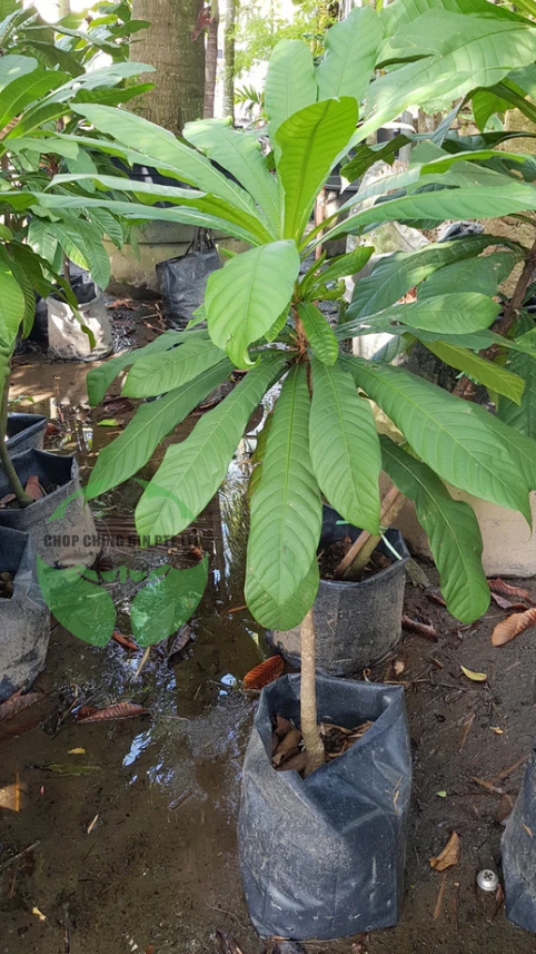 Agrostistachys longifolia