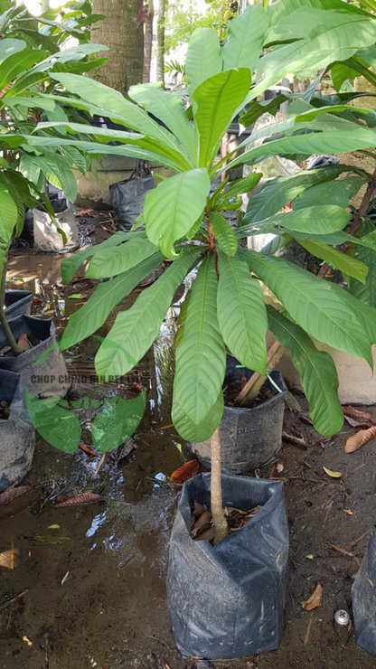 Agrostistachys longifolia