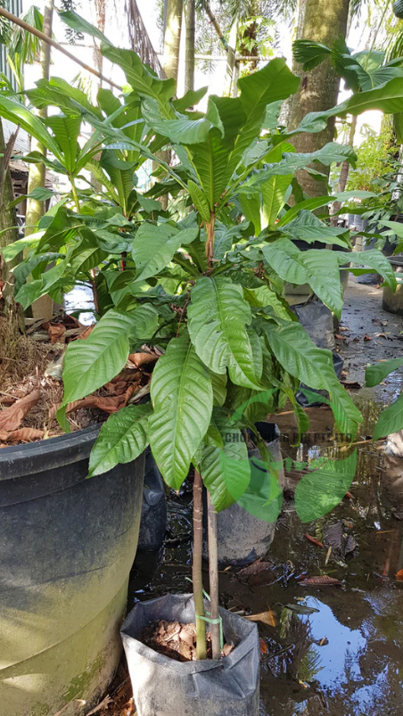 Agrostistachys longifolia