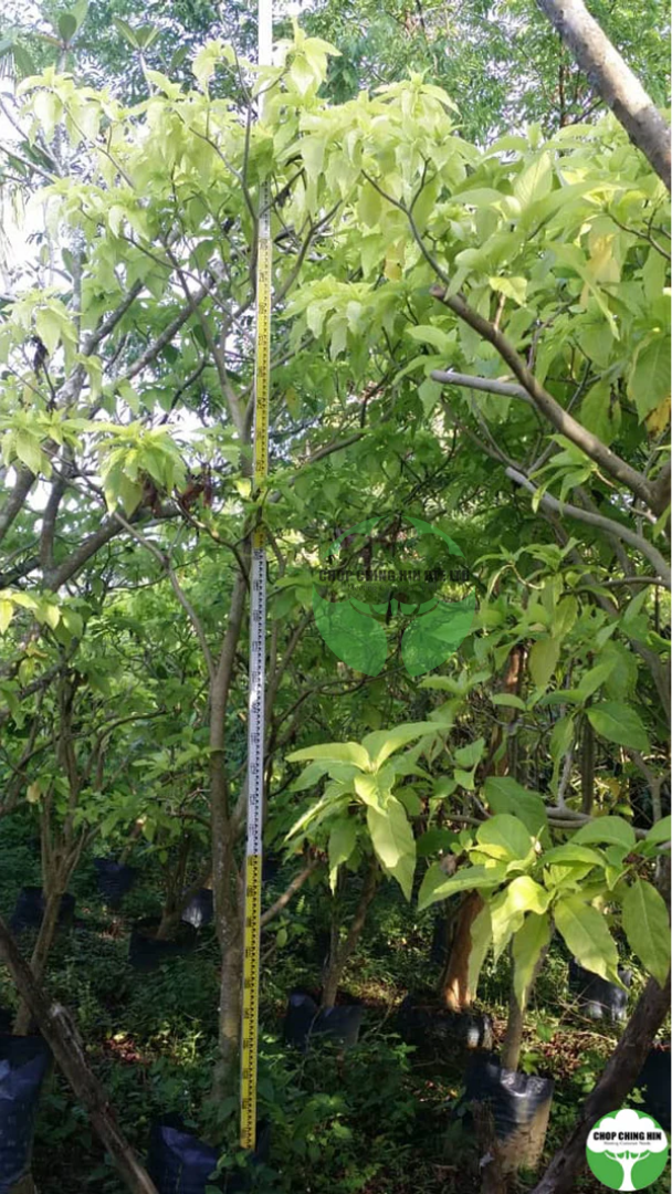 Pisonia grandis