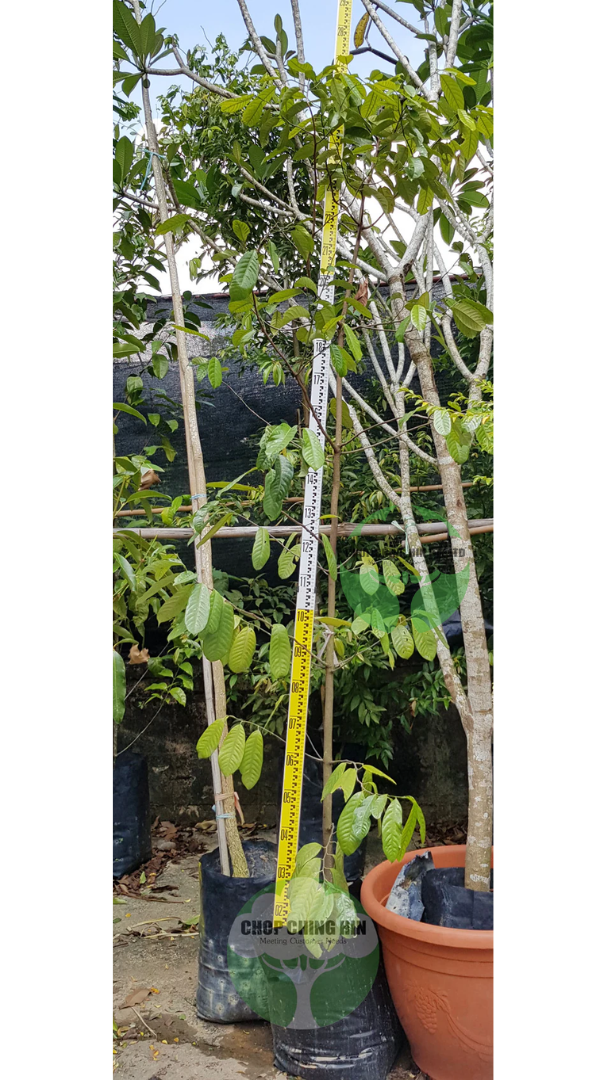 Mystica fragrans