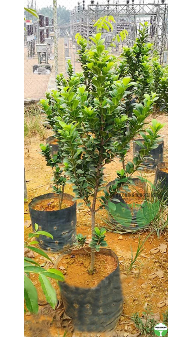 Ficus crassifolia