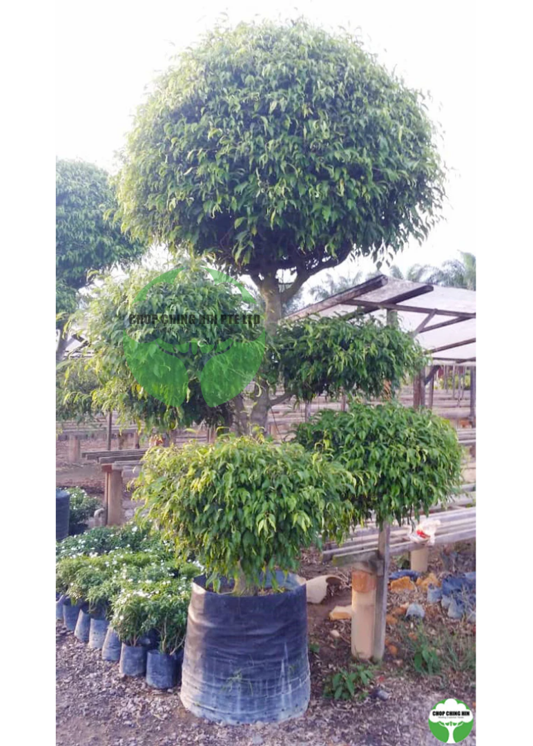 Ficus benjamina (Bonsai)